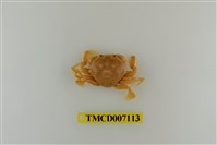 藏品(短刺伊氏蟹)的圖片